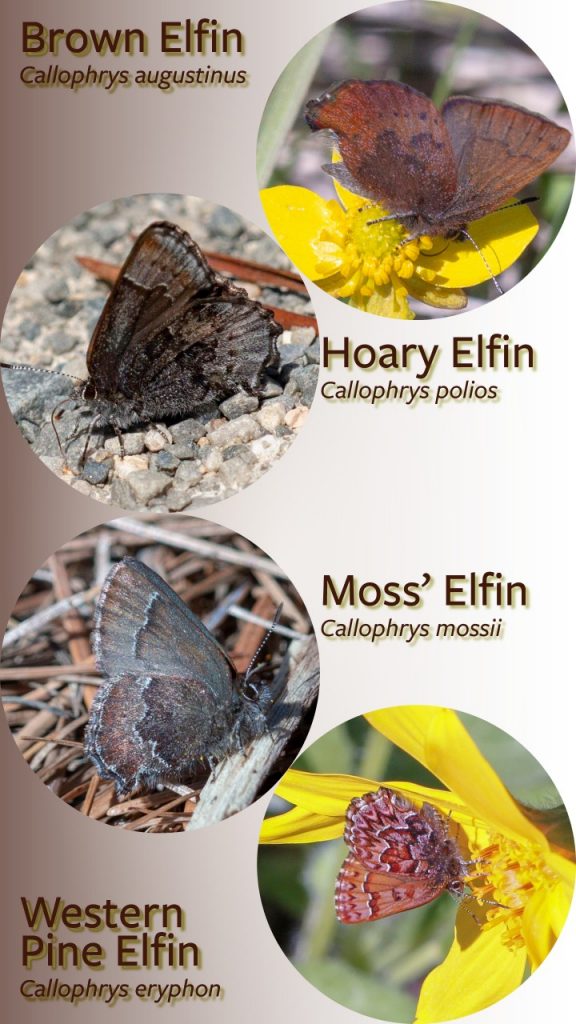 A Photoshop composite of the four species of Elfin butterfly found in Montana.