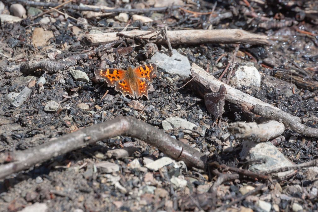 Burn pile residue now muddied by snow melt is very attractive to early spring butterfly.