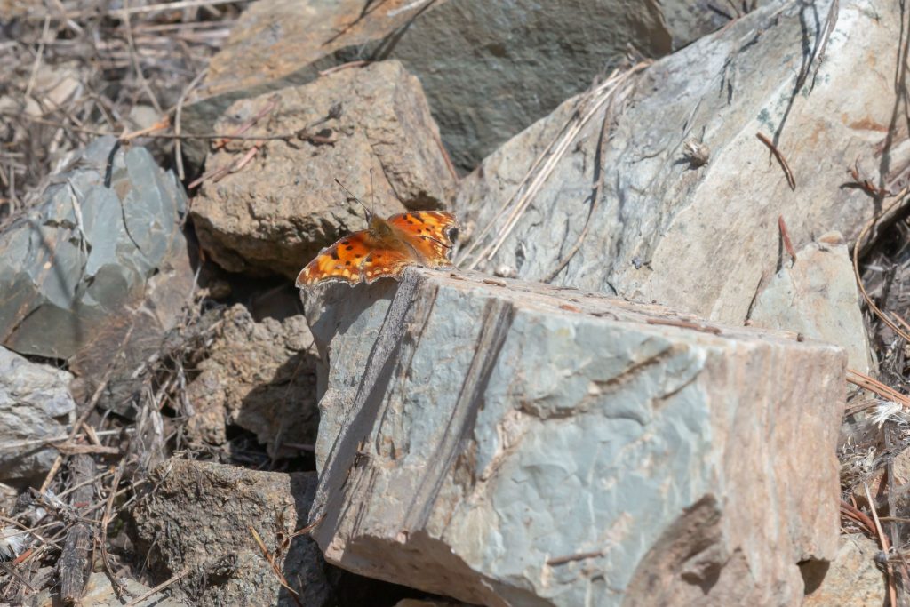 Rocks heated by sun immediate muddy habitat are good spots to look and not ignore.