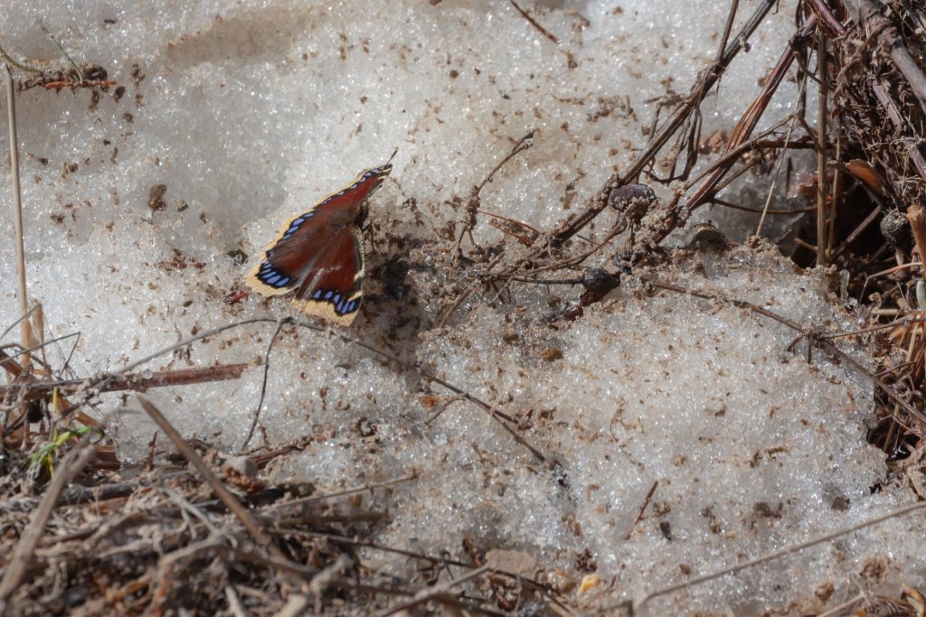 A early spring butterfly on a snow bank, WOW!