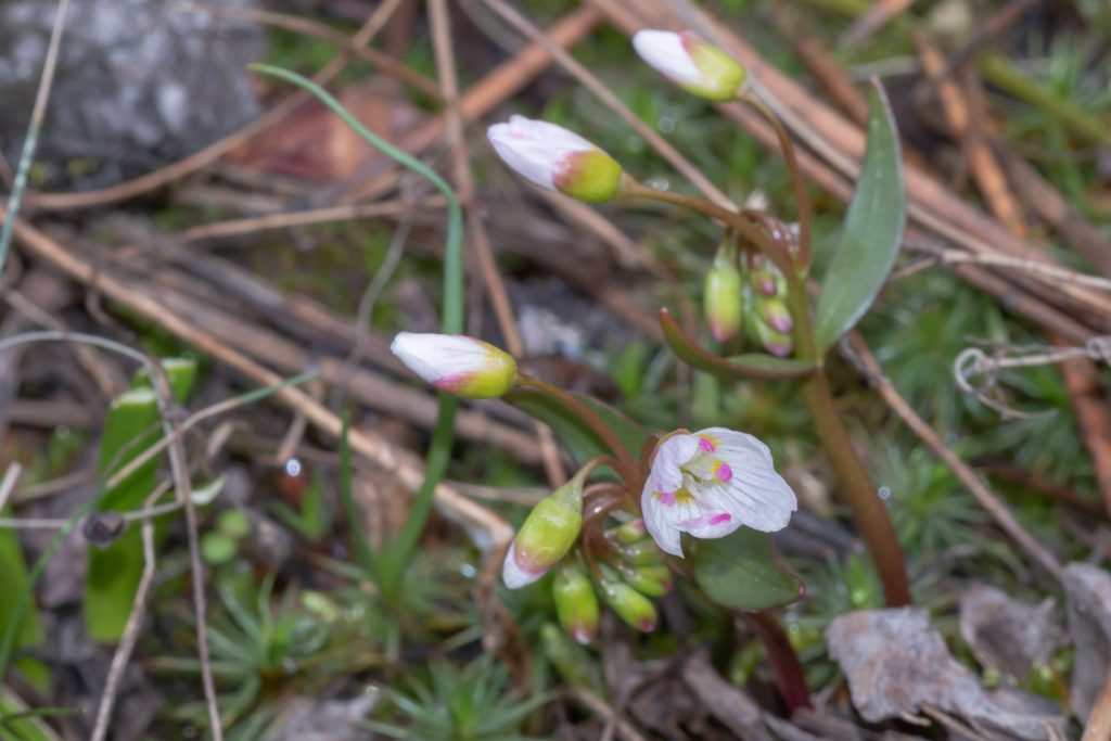 Spring Beauty (Claytonia lanceolata), a perennial wildflower, grows quickly from starch reserves of a corm.