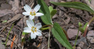 Spring Beauty flower in moist soil. By late July, August the greenery of this plant has withered and the nutrients have retreated to the bulb.