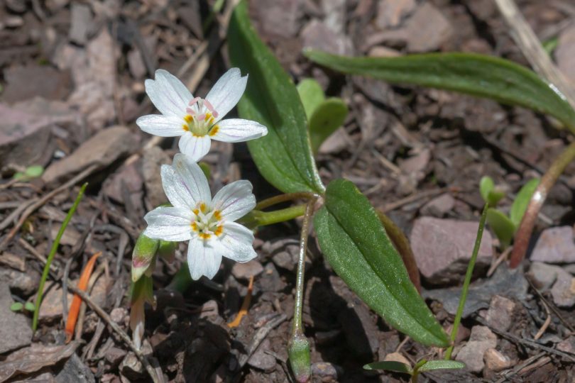 Spring Beauty flower in moist soil. By late July, August the greenery of this plant has withered and the nutrients have retreated to the bulb.