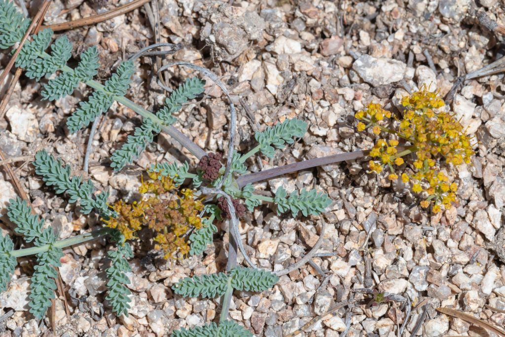 This plant is a regional endemic plant of parts of Idaho and Montana.