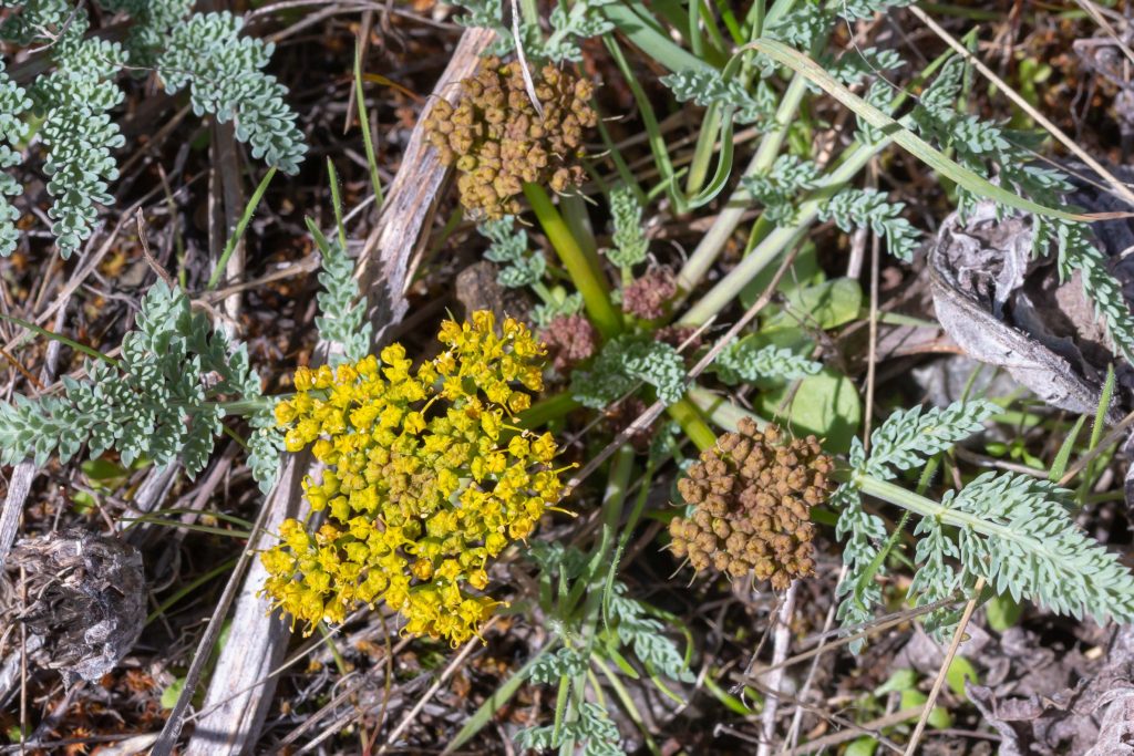 This plant has an umbel of many small yellow flowers. 