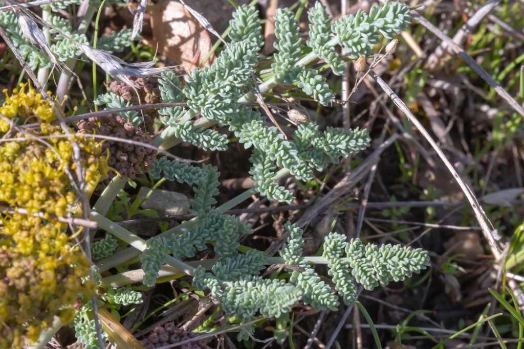 Waxy Spring-parsley has interesting waxy leaves with many crowded blades.