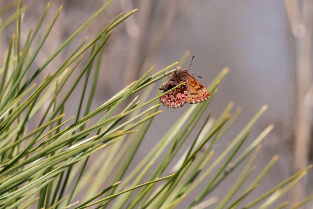 This butterfly is usually found in association with pine trees. Easy to approach for photos