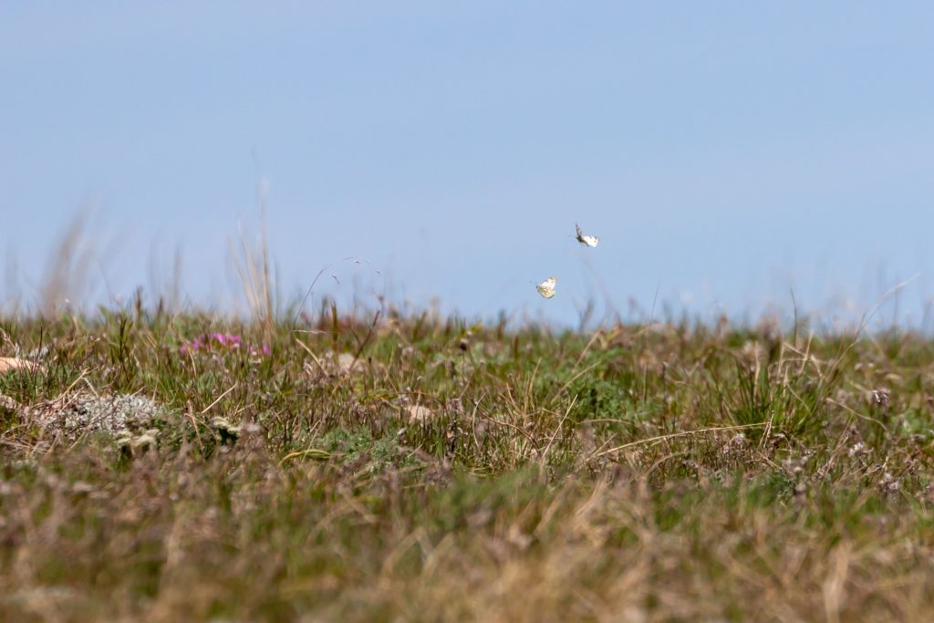 Two Western White interacting on hilltop. 