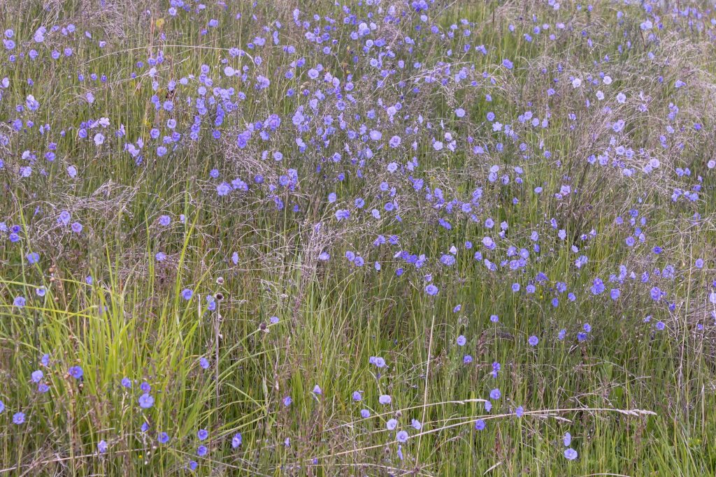 Wild Blue Flax is a very attractive flower that is popular with native bees.