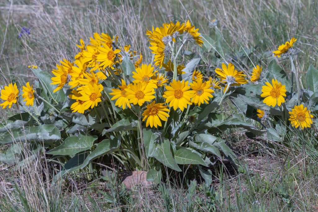 This is a mongo wildflower size wise, approaches 36 inches. Flowers are between 4 and 5 inches in diameter. 