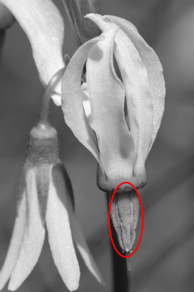 The connective pictured (finger-like projections extending from flower petal base in red circle) is definitely wrinkled horizontally. So, this is Bonneville Shootingstar :-)