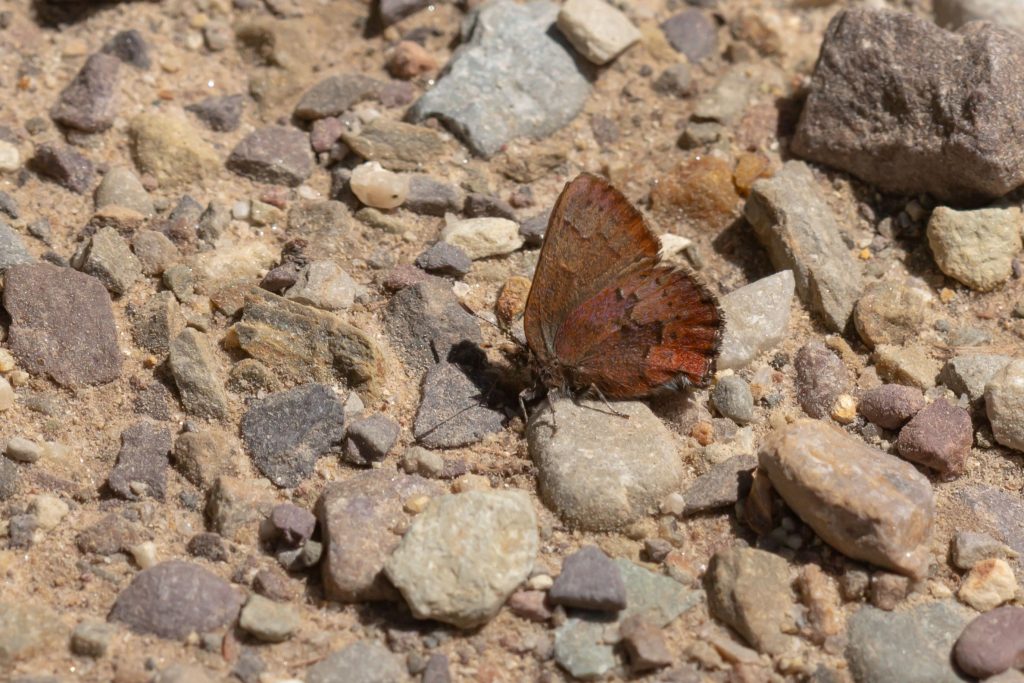 So far, only one Brown Elfin seen this spring.