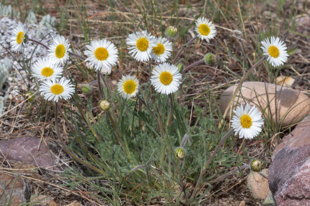 This wildflower has 'daisy' like flowers that have white petals. The leaves are heavily lobed, finger-like. Growth approaches 8 inches in height.