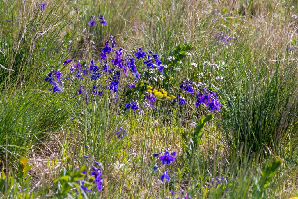 Little Larkspur has tubed, horizontal purplish flowers with mitt-like leaves. Nineleaf Biscuitroot has a flat umbel of yellow flowers allied with nine very narrow leaves (distinct). Small-flower Woodlandstar has five-three fingered petals that form a single small flower head (~3/4 inch diameter).