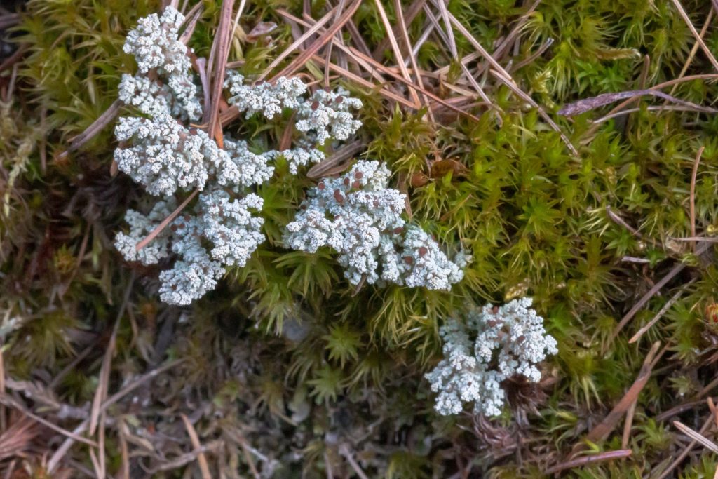 This is a white lichen that looks like a late patch of snow from a distance.