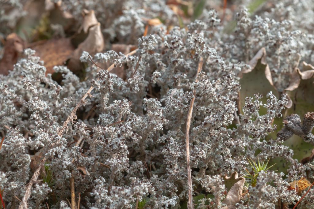 This lichen is really three dimensional, not just flat and wide.