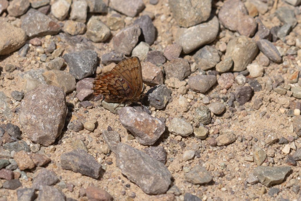 Only one Western Pine Elfin encountered this spring.