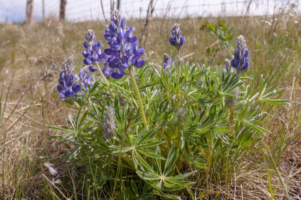 Wyeth's Lupine is like most other lupine species. It is bushy with many star-shaped leaves. Multitudes of pea-like blue flowers form a triangular spike.