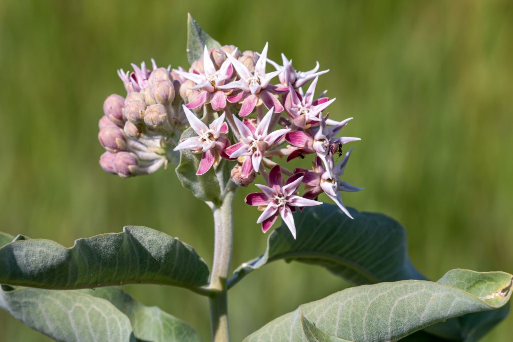 Macro photo of Showy Milkweed pink-toned flower head