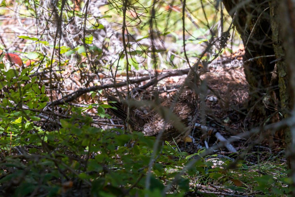 Dusky Grouse a bird of dense mountainous forest