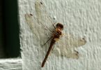 Adult female Striped Meadowhawk at front door