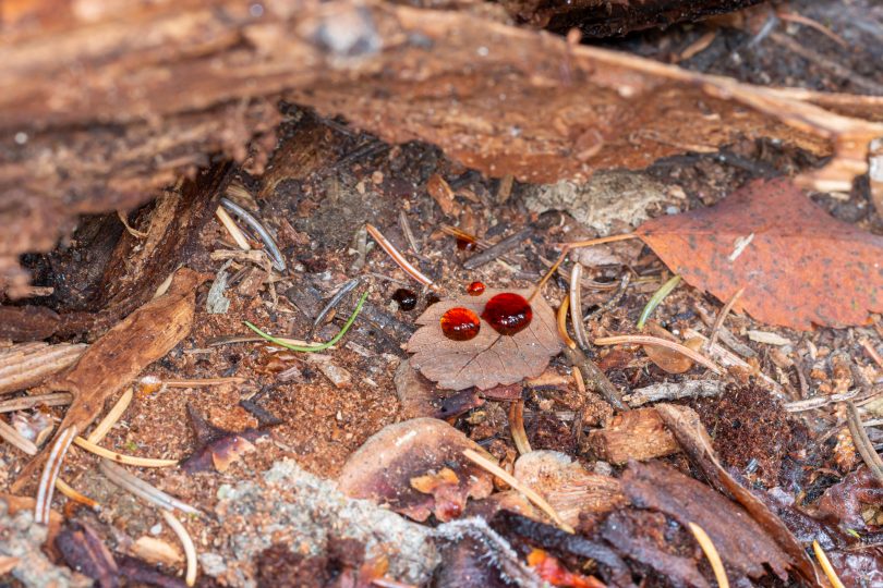 Blood-like droplet exuded from polypore