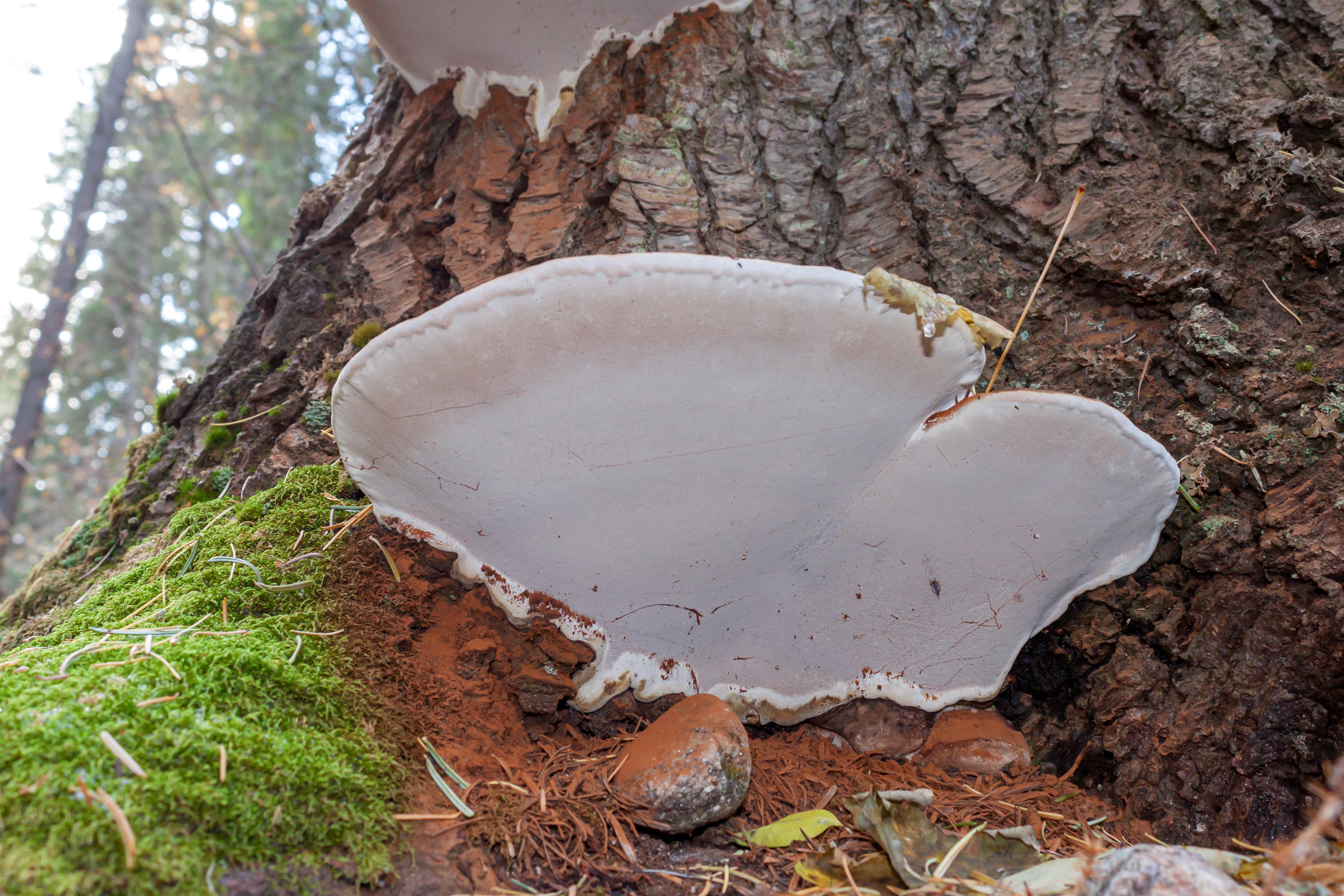Conk Polypore Approximately 6 inches wide and 3 inches high 