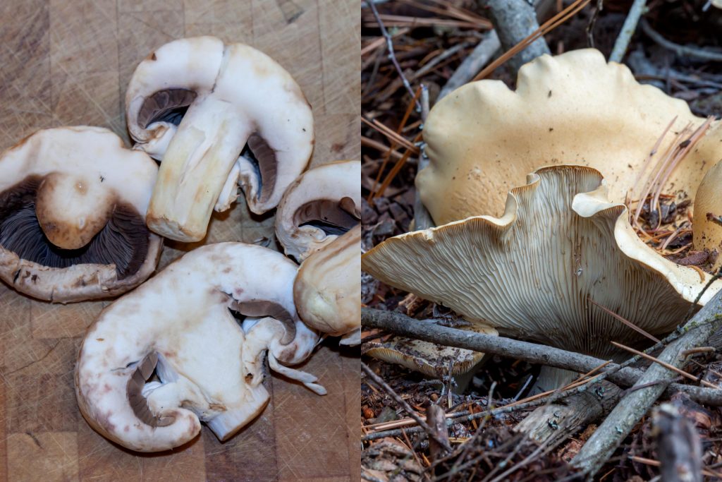 Typical look of a gilled mushroom