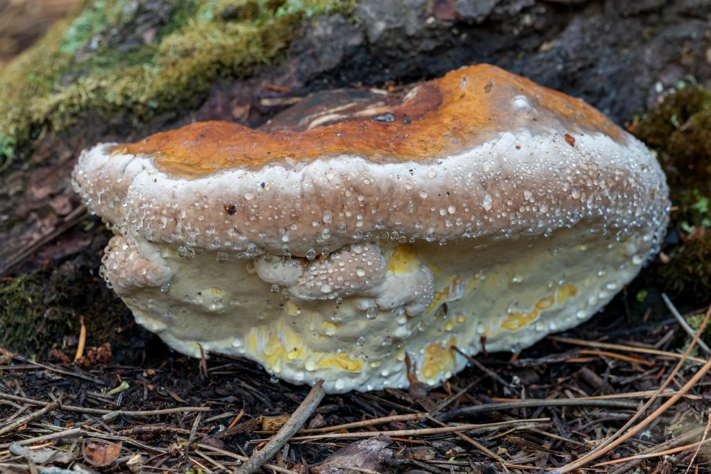 Red-belt Conk - a common polypore across the U.S.