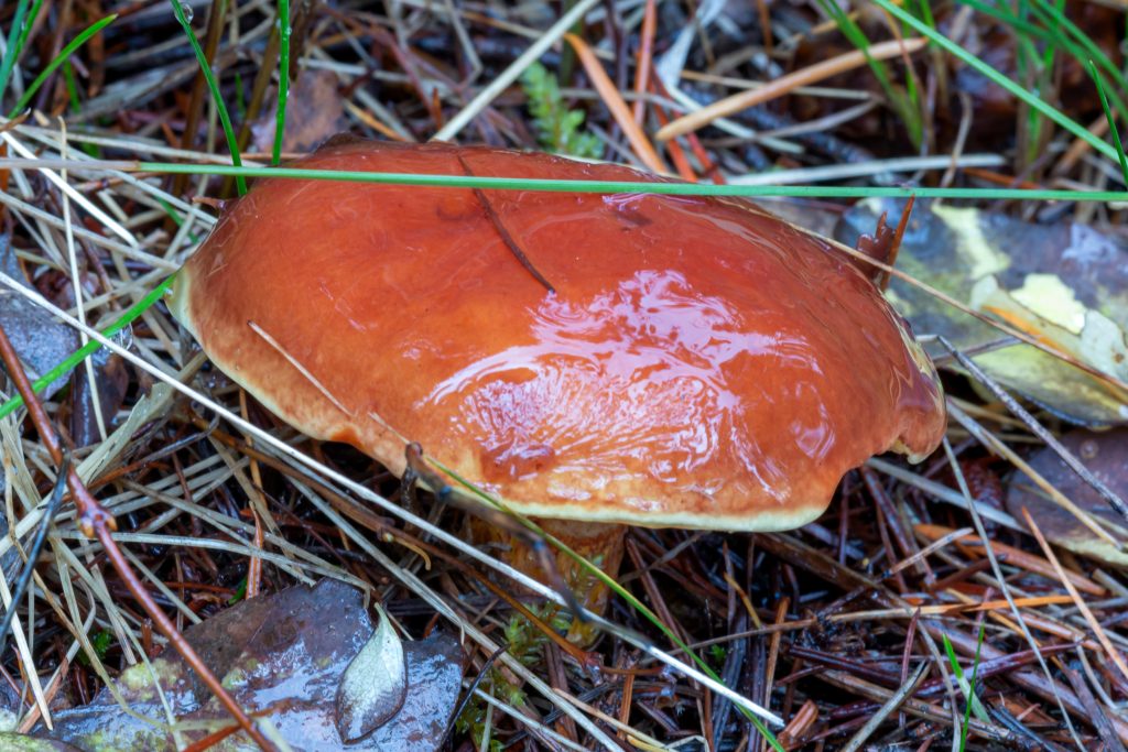 A 'Slippery Jack' of the Suillus genus