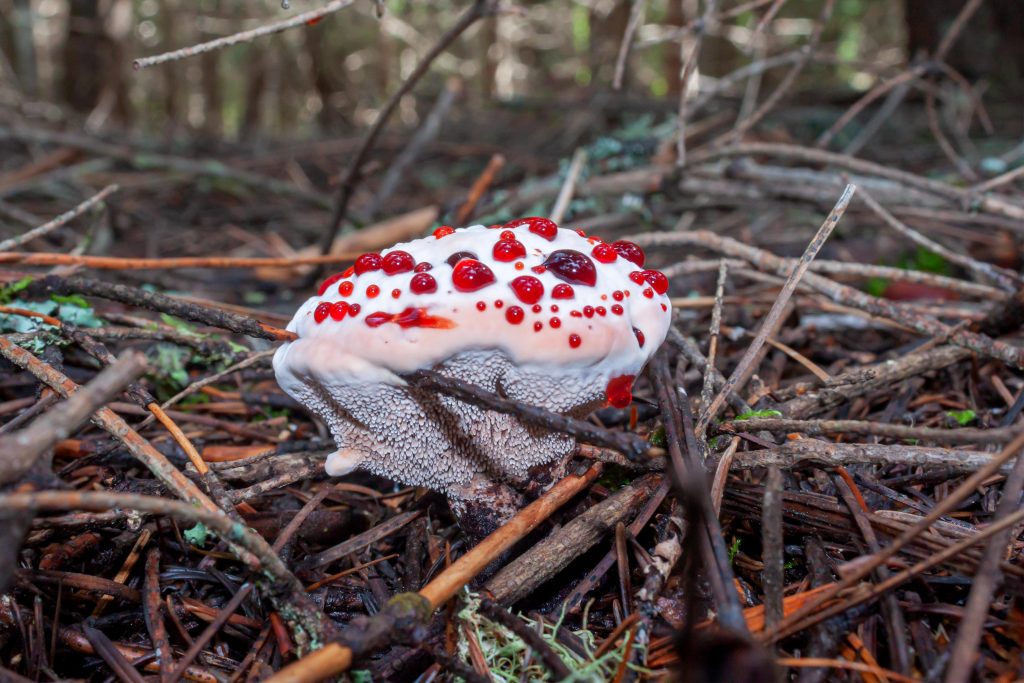 Spine Fungi-Strawberries and Cream