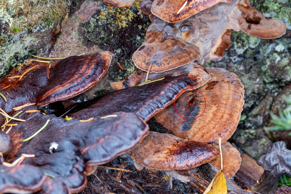 Resinous Polypore is an annual shelf mushroom