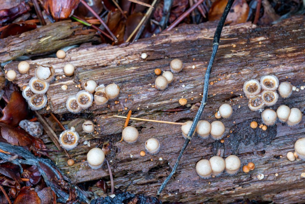 Bird's Nest Fungi (Nidula candida)