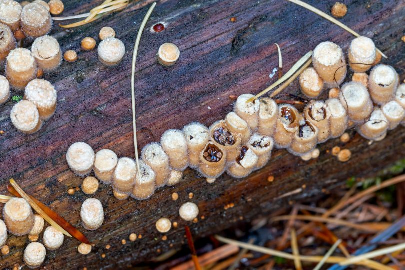 Fungi spores in egg-like structures