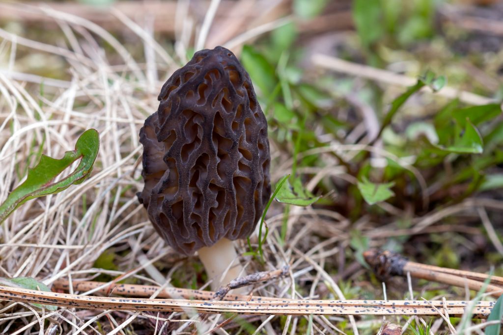 Morel Mushrooms have a distinct look