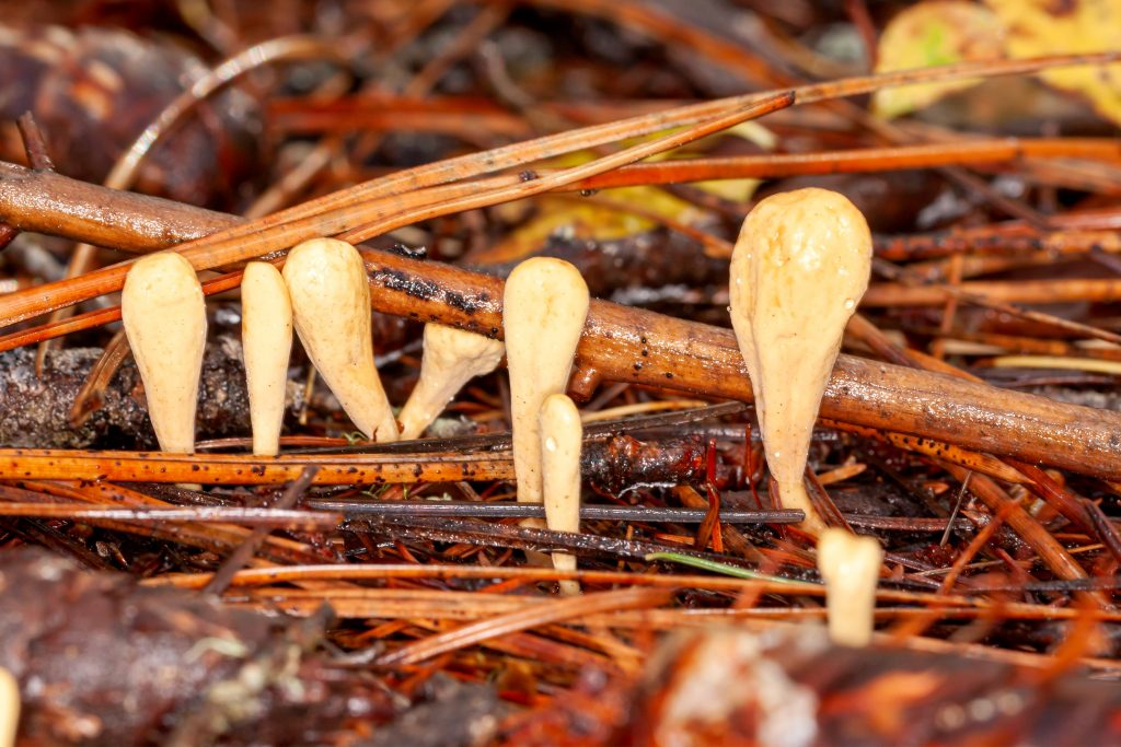 Mushroom of club fungi simple in form, club or finger shaped.