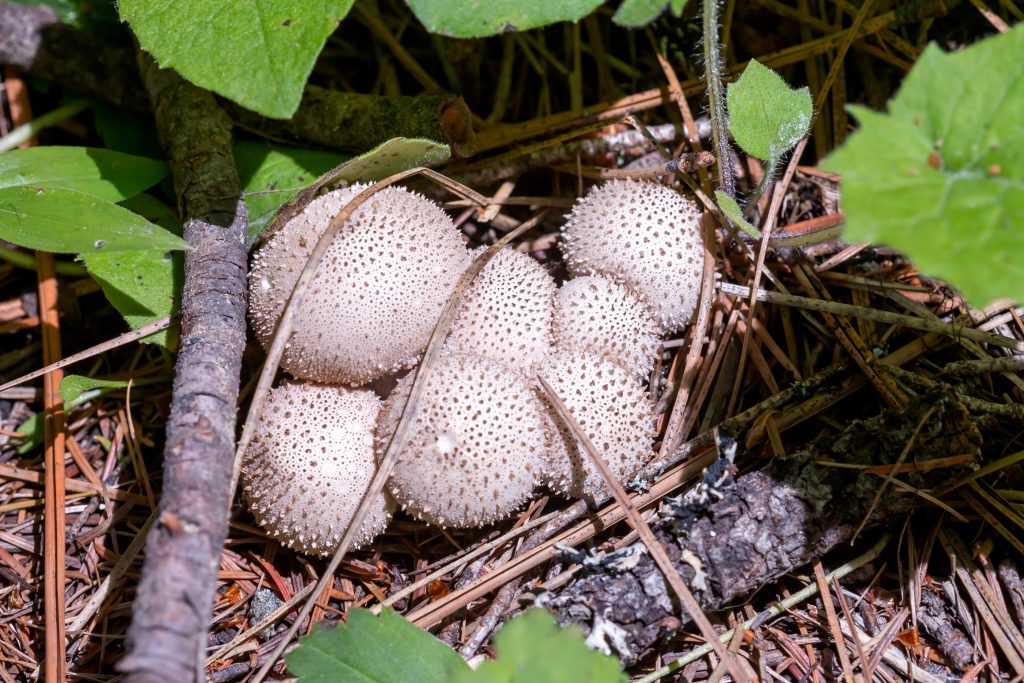 Puffball mushrooms, golf ball-like in form