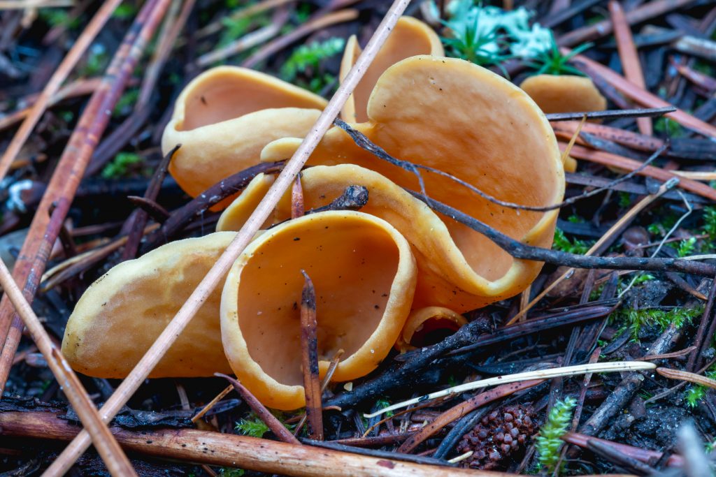 A representative for the group of mushrooms cup-shaped