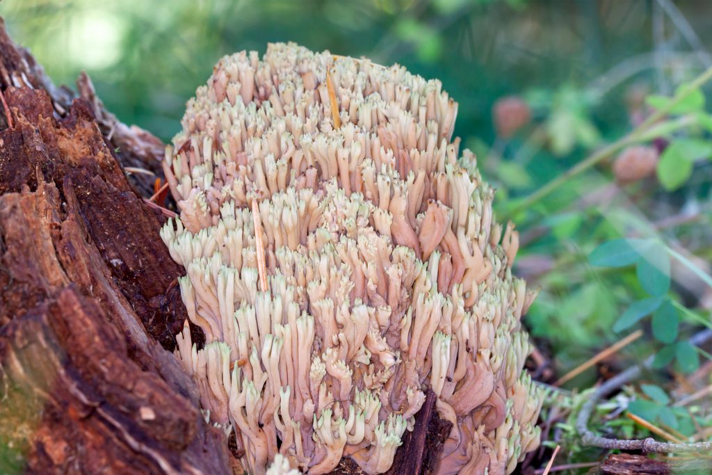 Vertical branches from a fused base distinguish Coral Fungi