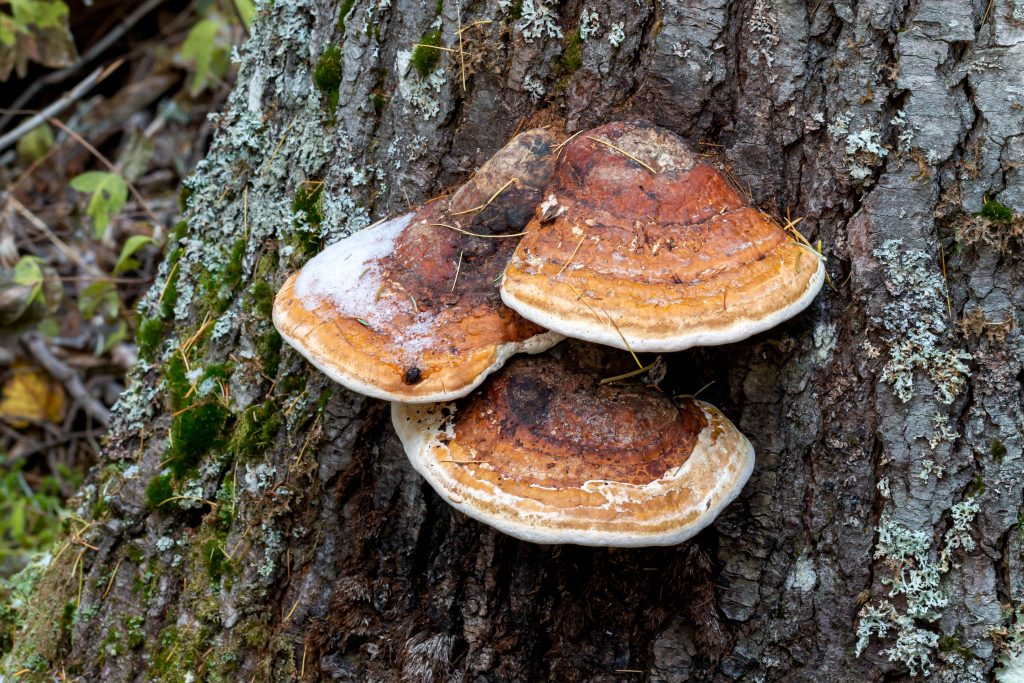 Red-belt Conk is a perennial mushroom