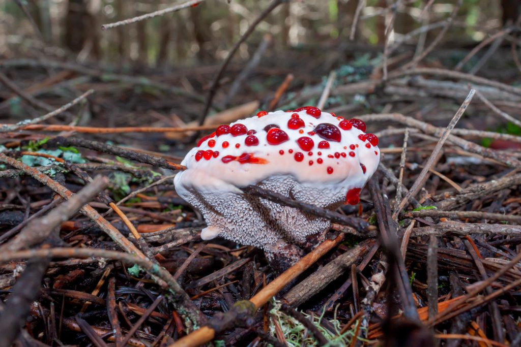 A spine fungi - Strawberries and Cream