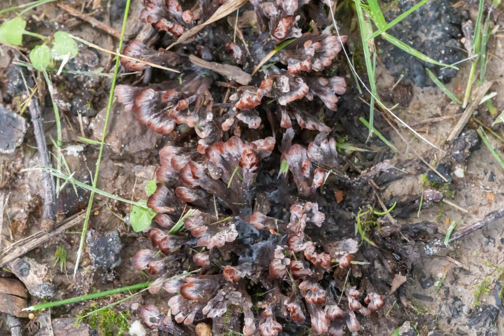 Flattened branches are distinct features of fan-fungi