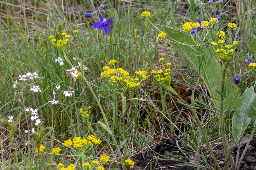 Wildflowers on mountain slope