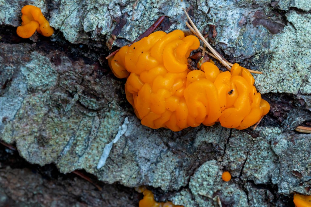 A colorful jelly fungi - distinct in form