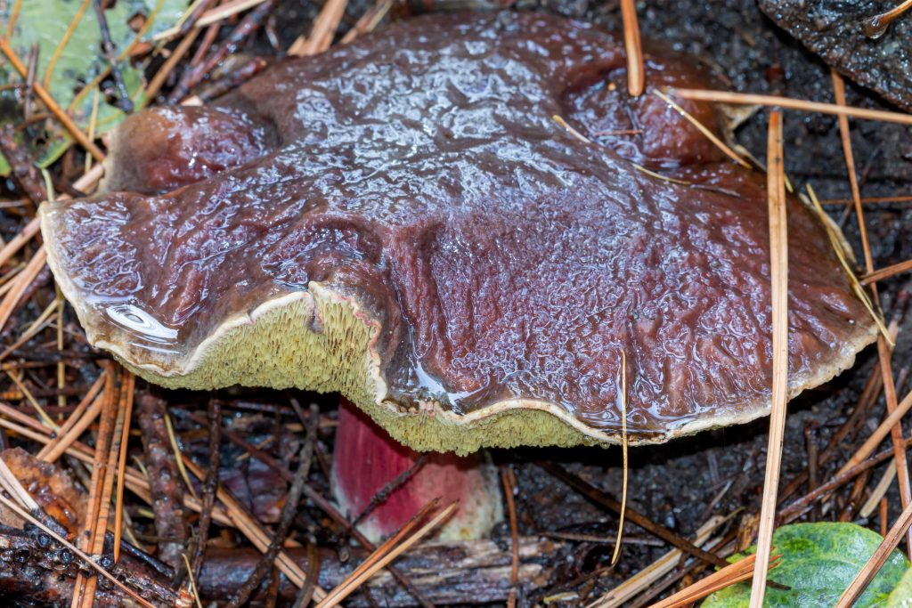 Zeller's Bolete (Boletus zelleri)