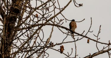 Adult Sharp-shinned Hawk perched on branch of mature cottonwood