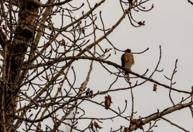 Adult Sharp-shinned Hawk perched on branch of mature cottonwood