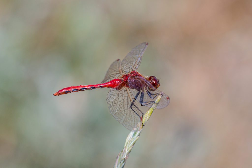 Macro photograph (sideview) of adult male Cherry-faced Meadowhawk, illustrating colors and structural features necessary for correct identification