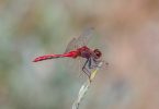 Macro photograph (sideview) of adult male Cherry-faced Meadowhawk, illustrating colors and structural features necessary for correct identification