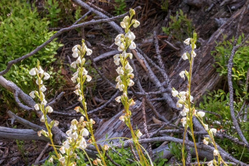 This is a sideview of Curve-beak Lousewort; it illustrates flower color/shape and leafless stems...diagnostic field marks. s stems